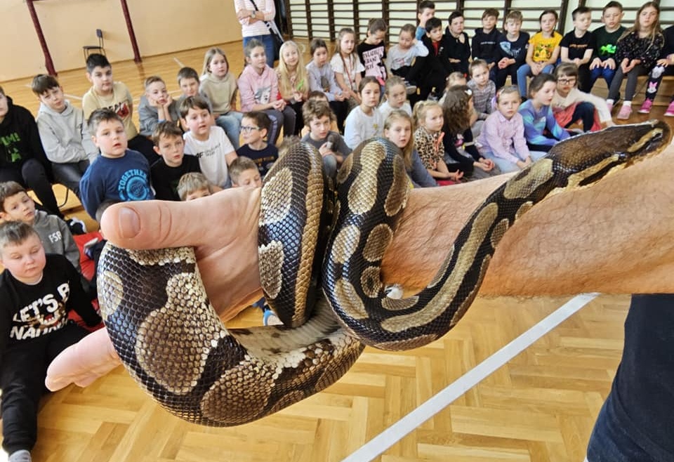 Dziś w szkole odwiedziły nas….. węże!